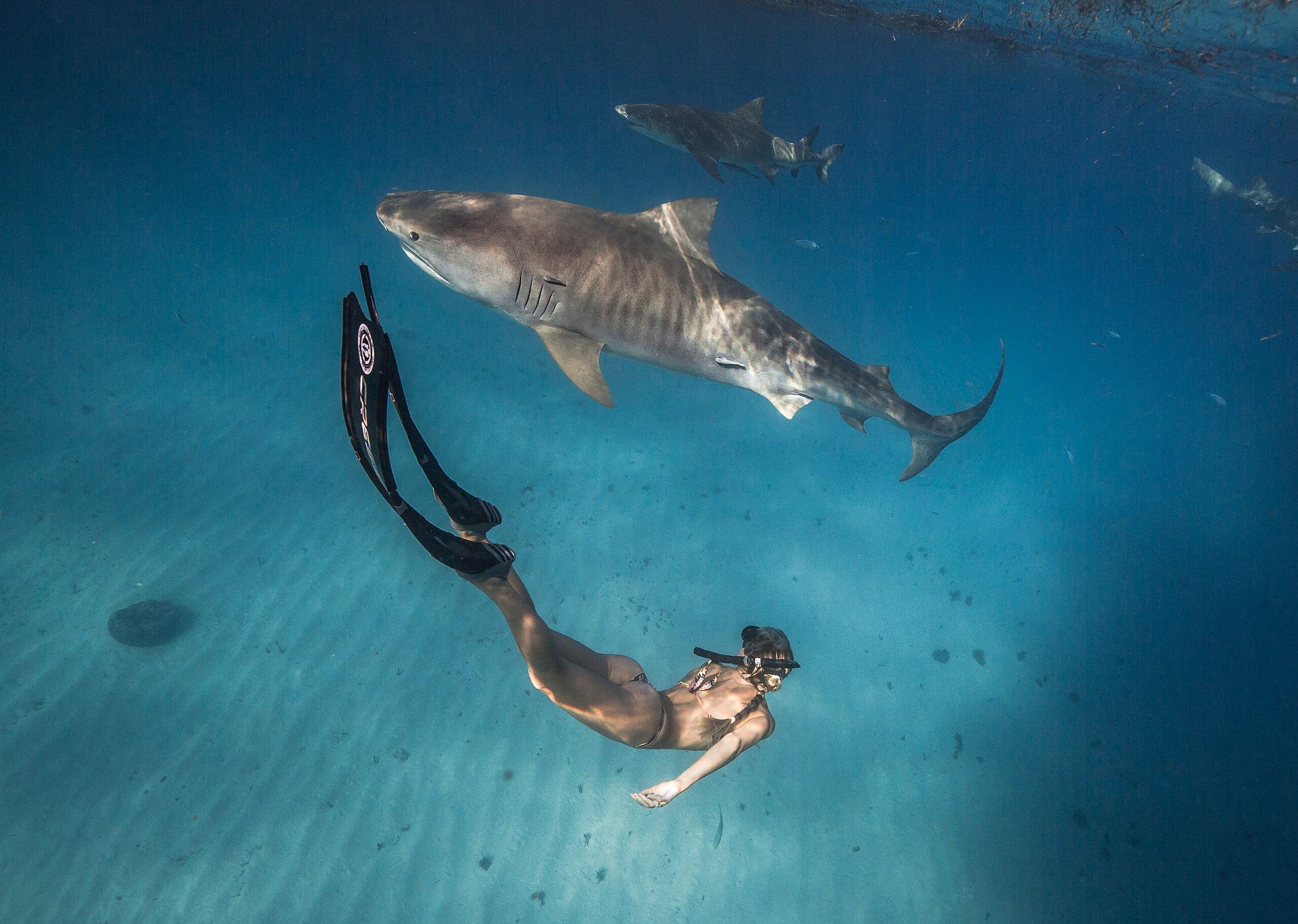 ©Juansharks Ocean Ramsey bikini shoot and One Ocean Diving and Conservation