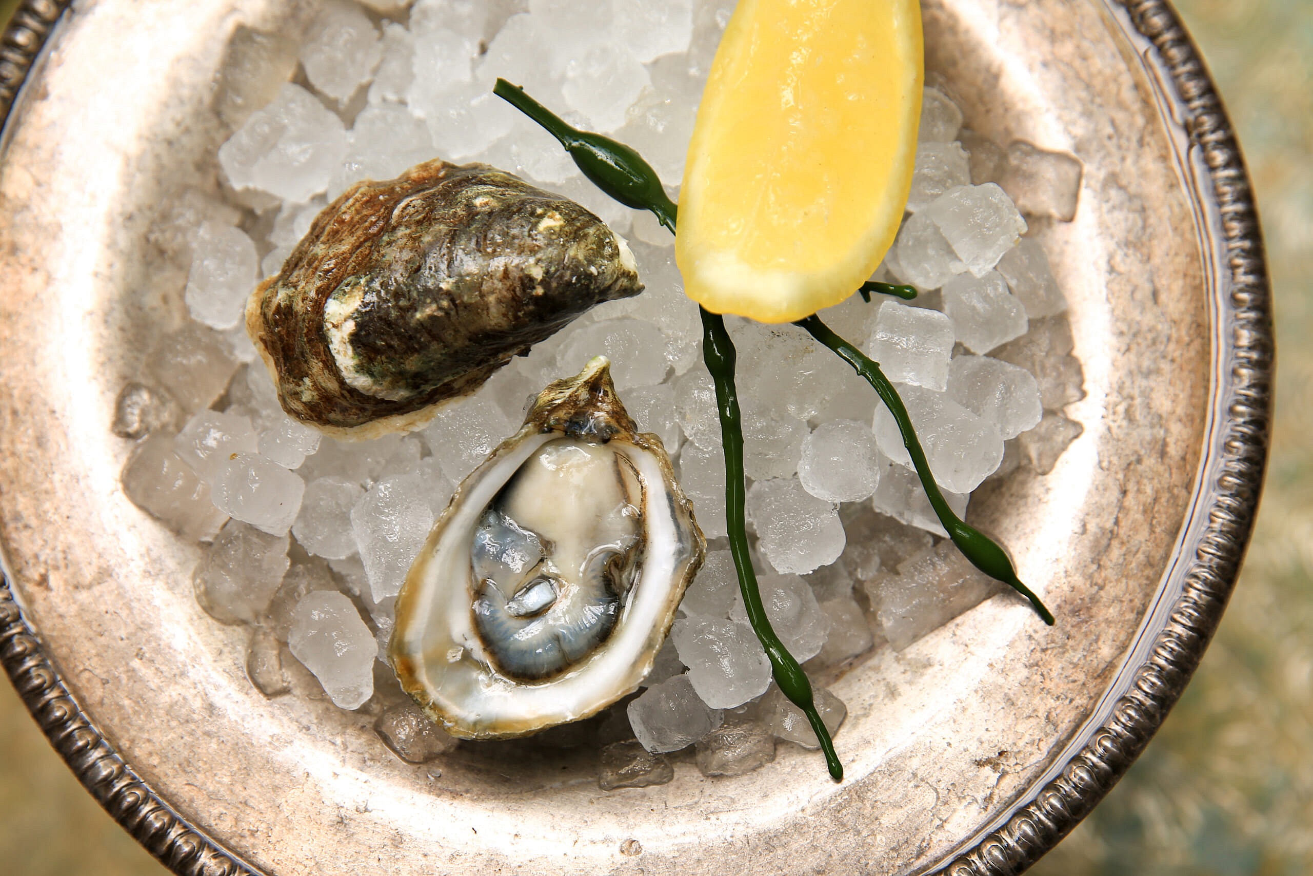 kumamoto oyster