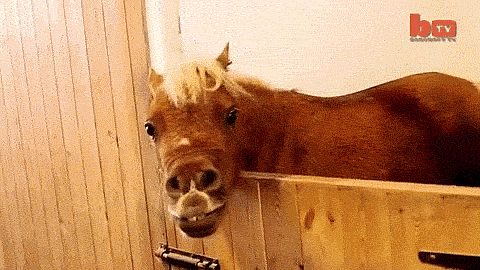 caballo-1