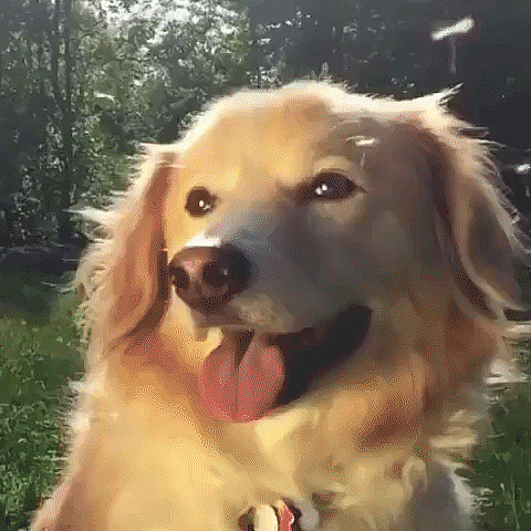 giphy (5)