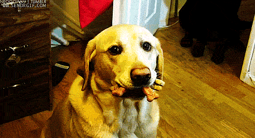 giphy (3)
