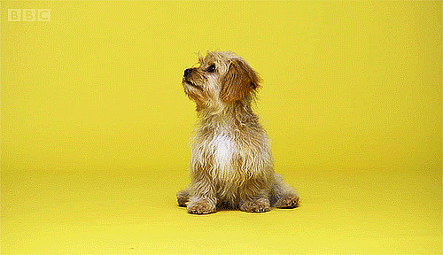 giphy (5)