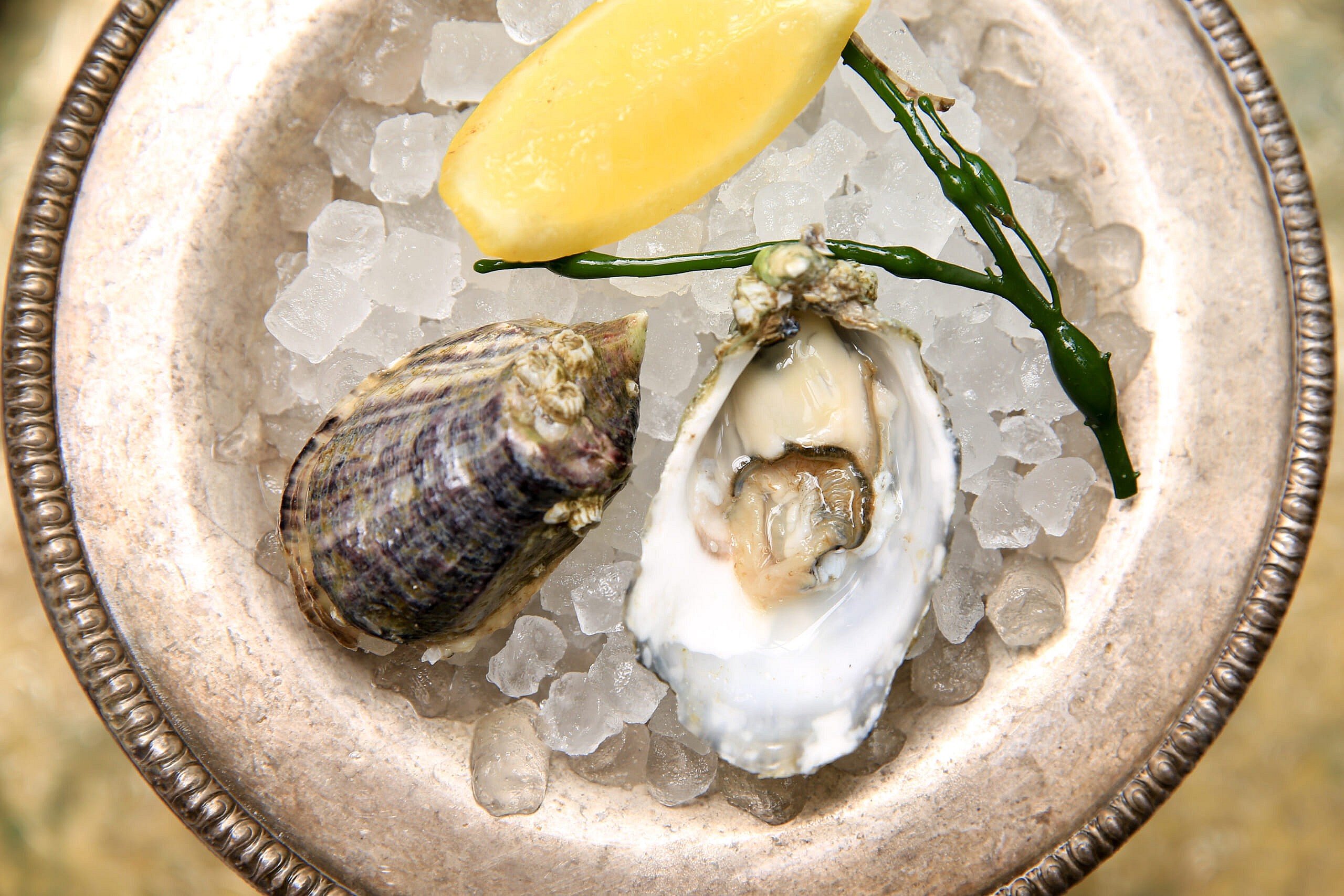 shigoku oyster
