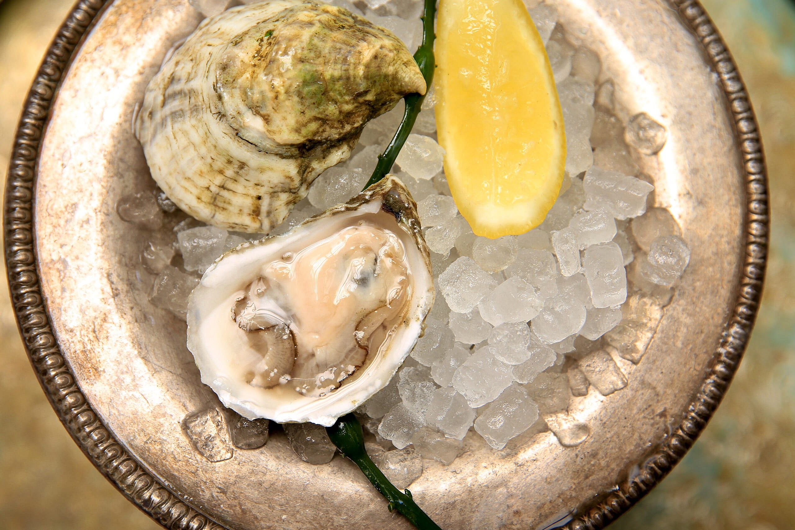 dodge cove oyster