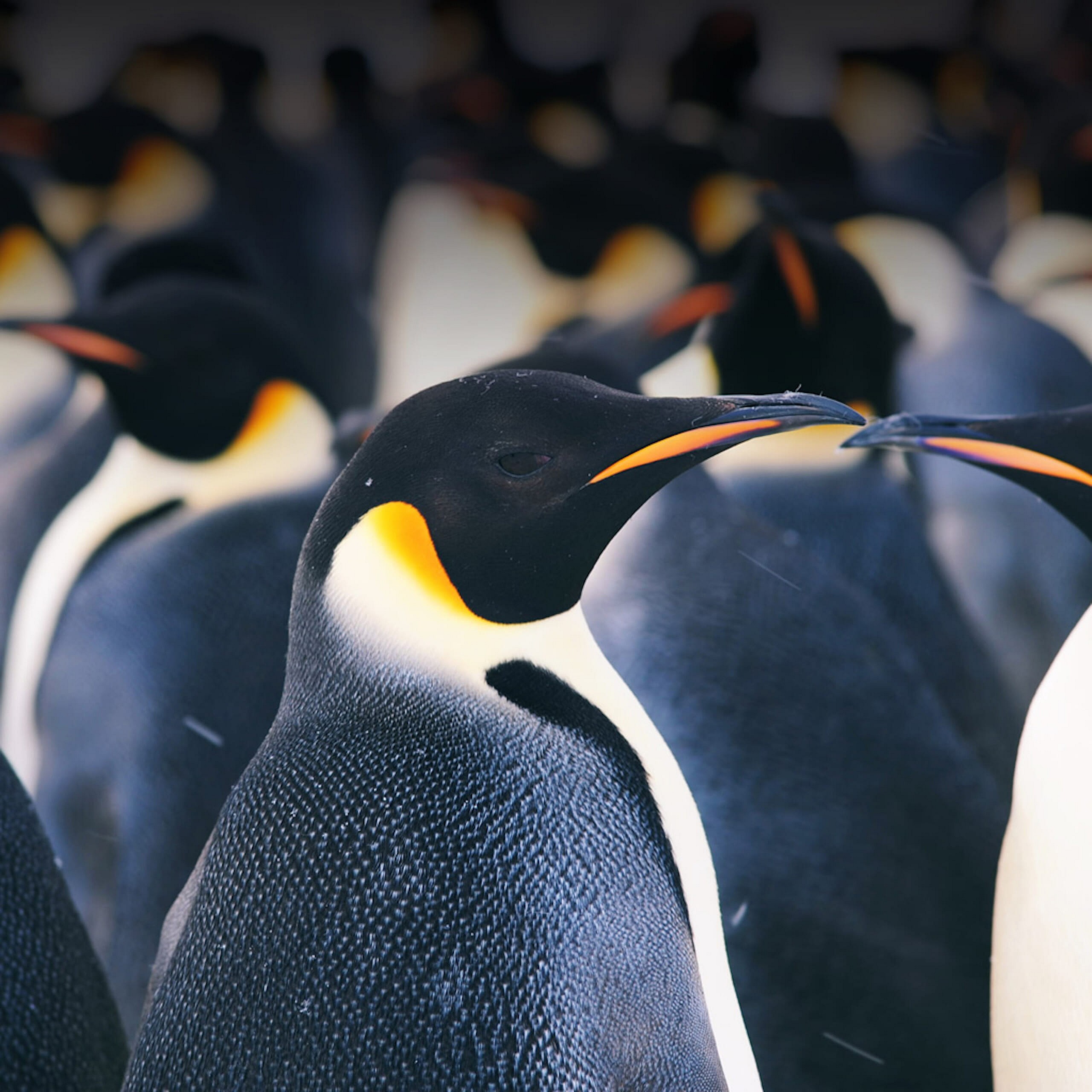 The-North-Pole-Penguin-Close-Up-ipad-wallpaper-ilikewallpaper_com
