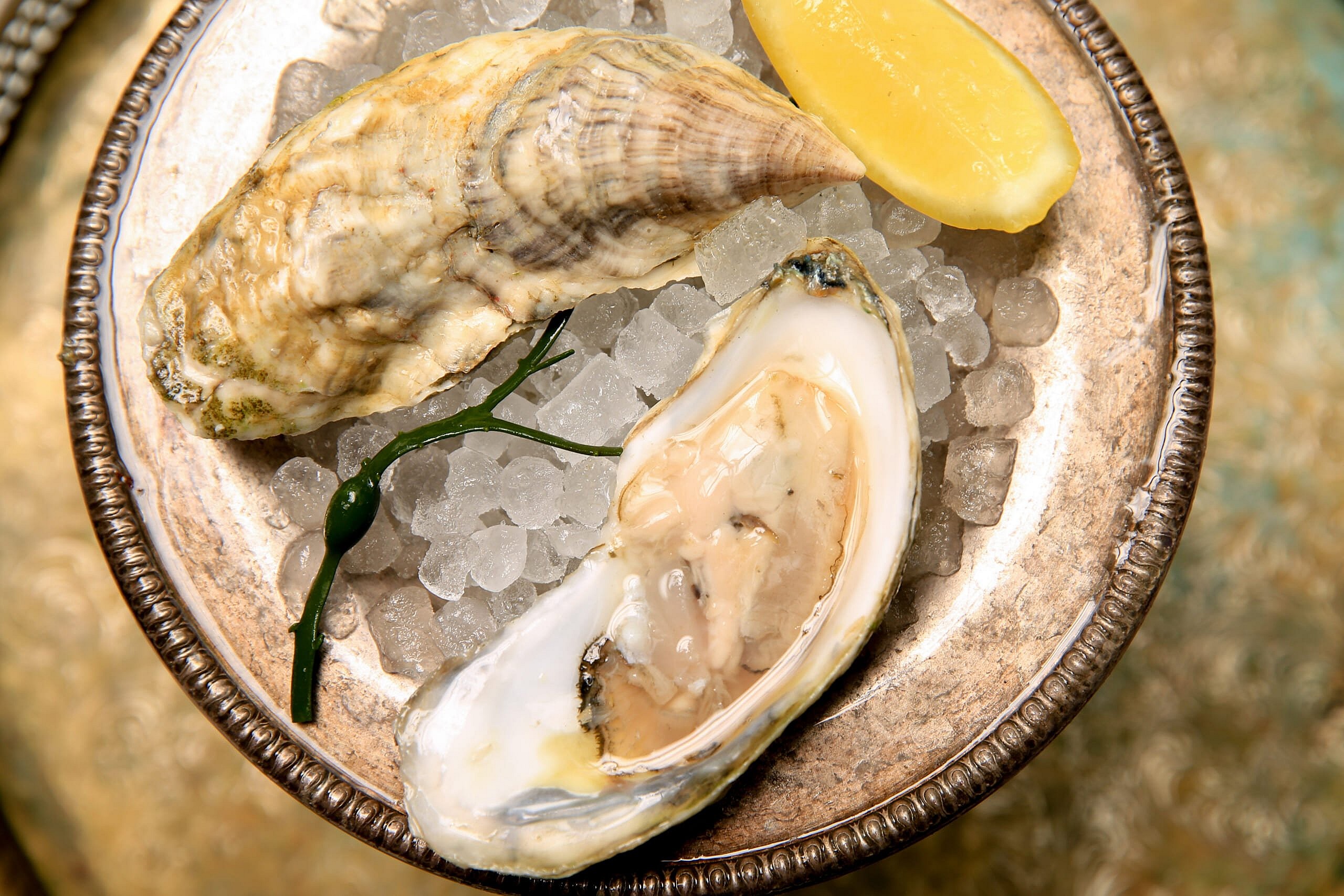 duxbury oyster