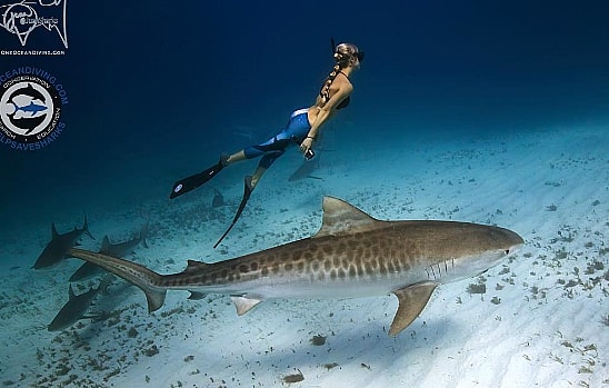 Screen Shot 2016-11-02 at 2.59.13 PM