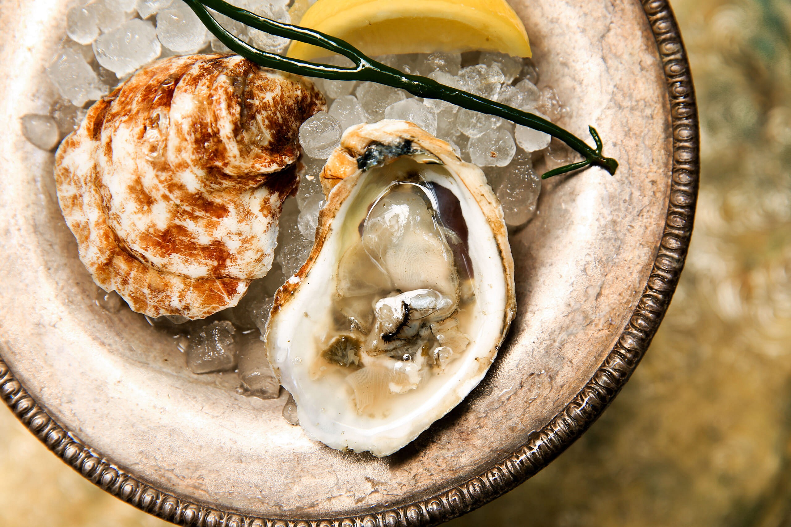 point judith oyster
