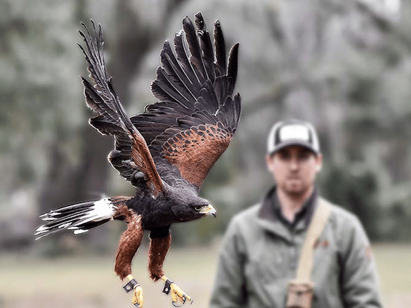 falconry more