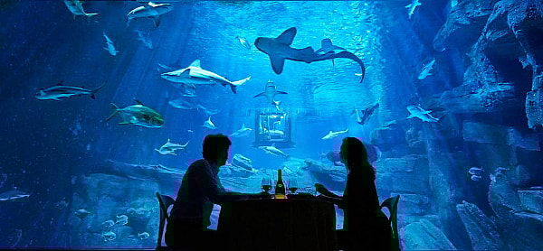 AirBnb Night in Shark Aquarium Contest - dining.jpg Along with airfare, dinner's included