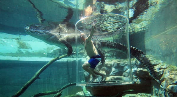 Crococaurus Cove Cage of Death.jpg Care to get face-to-face with a 17-foot croc?