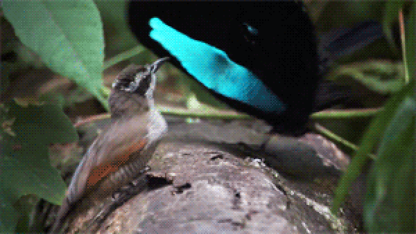 ezgif.com-3699c532b0.gif