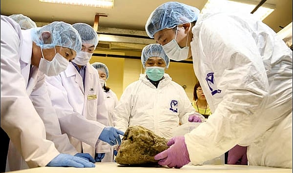 Cloning extinct Siberian cave lion - extracting samples.jpg South Korean scientists extract their samples