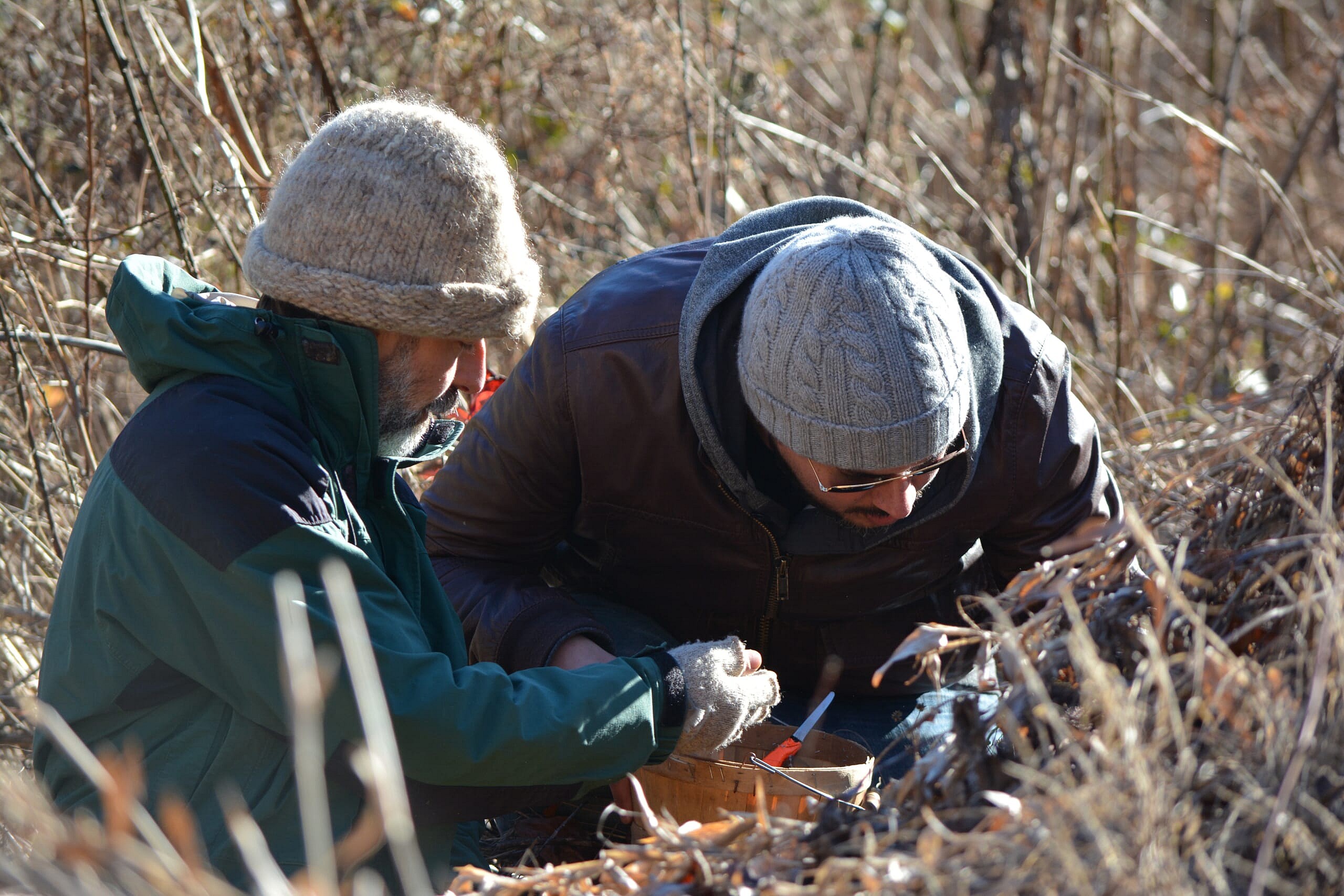 Forage1.jpg Forage 1