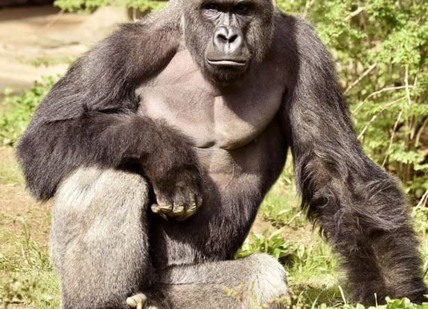 Harambe.jpg
