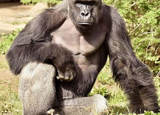 Harambe.jpg