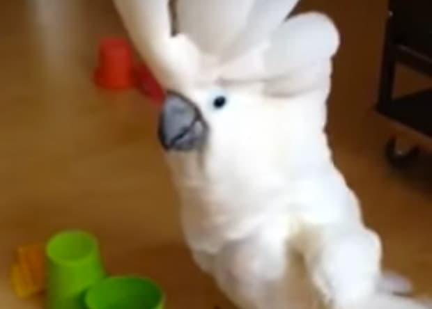 np123115_birdgames_article.jpg