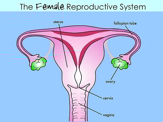 FemaleRepro-Flash-enSS-3