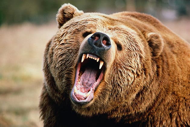 grizzly getty