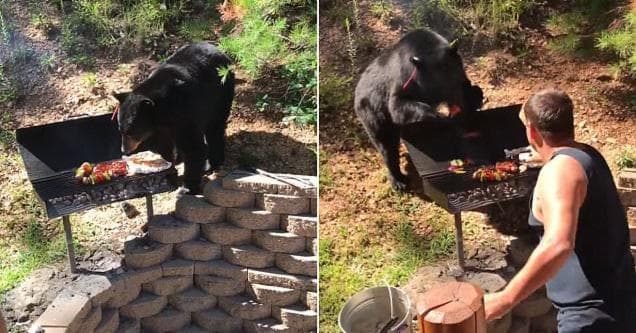 Black Bear Barbecue Promo