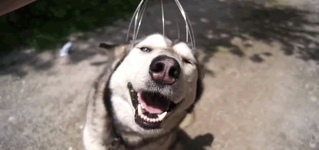 husky