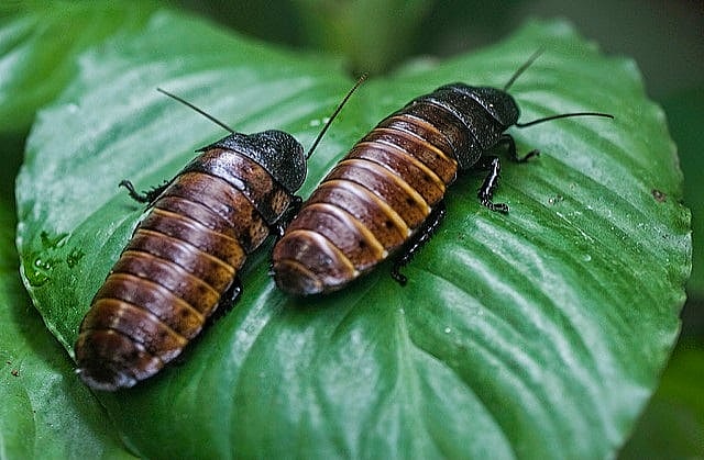 hissing-cockroaches Hissing cockroaches