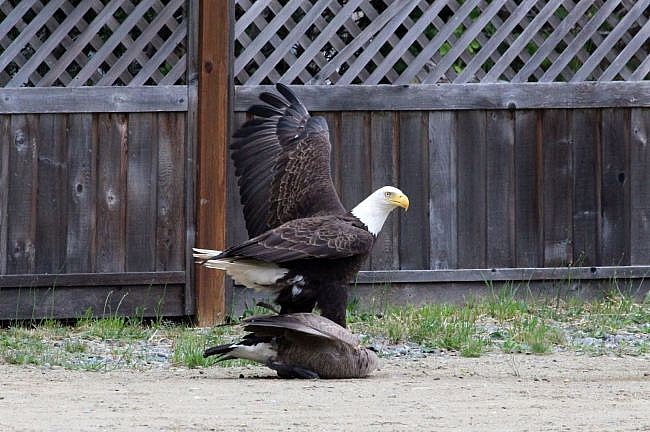 eagle-v-goose.jpg Eagle vs. goose
