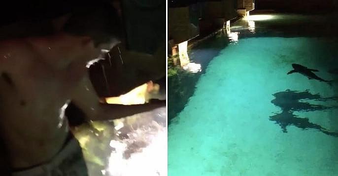 Spring Break Sharks