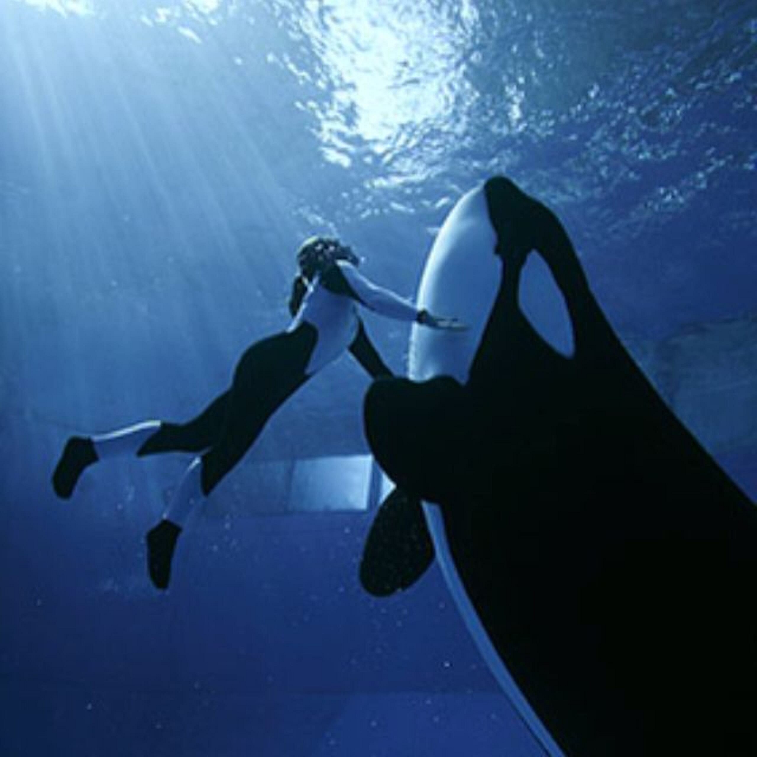 Swimming with orcas