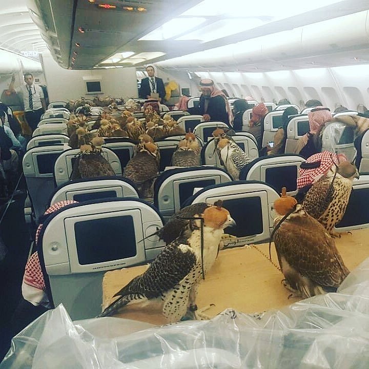 falcons on a plane