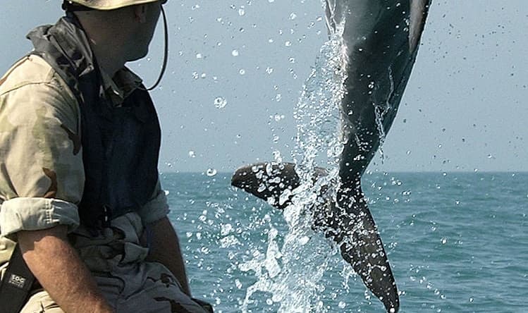 Military Dolphin Navy Wikimedia