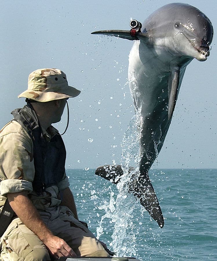 749px-NMMP_dolphin_with_locator.jpeg Military Dolphin Navy Wikimedia