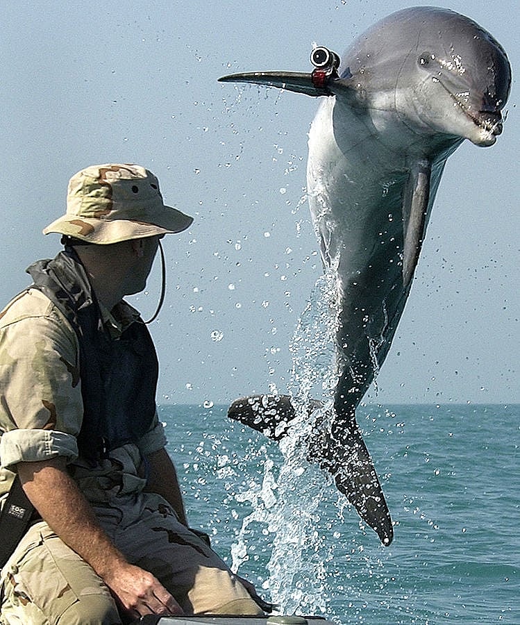 749px-NMMP_dolphin_with_locator.jpeg Military Dolphin Navy Wikimedia