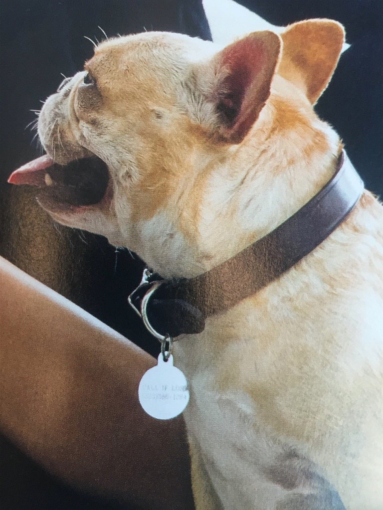 chrissy-teigen-dog-collar.jpg