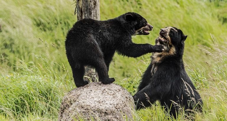 bears