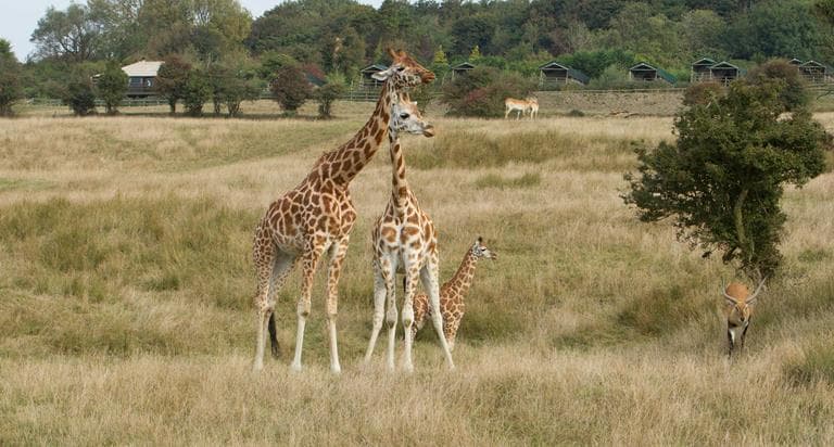 Giraffe Lodge