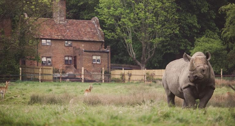 Rhino Lodge