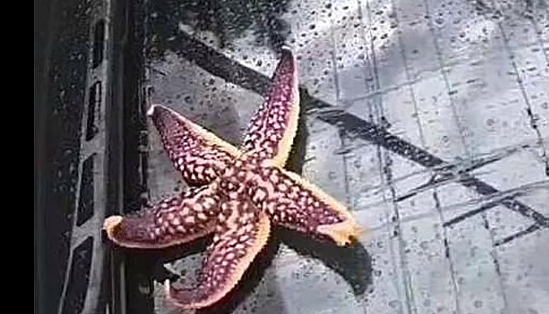 qingdao-starfish