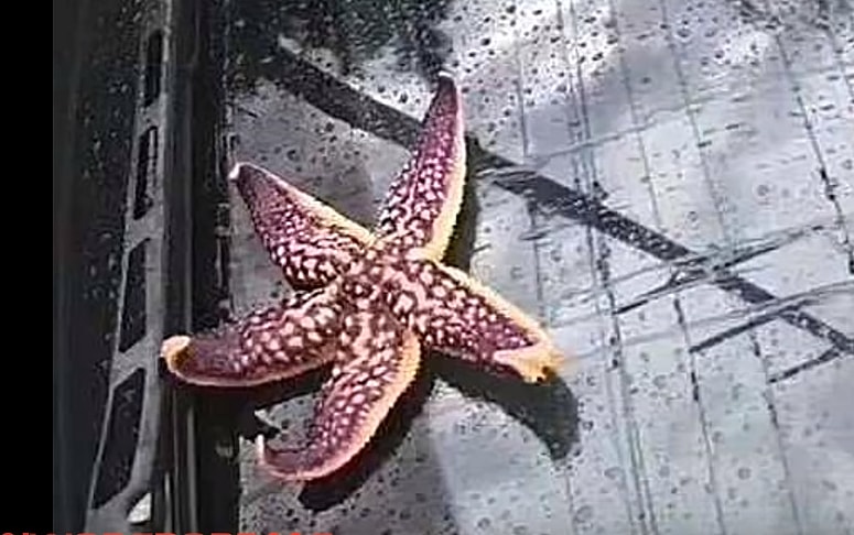 qingdao-starfish