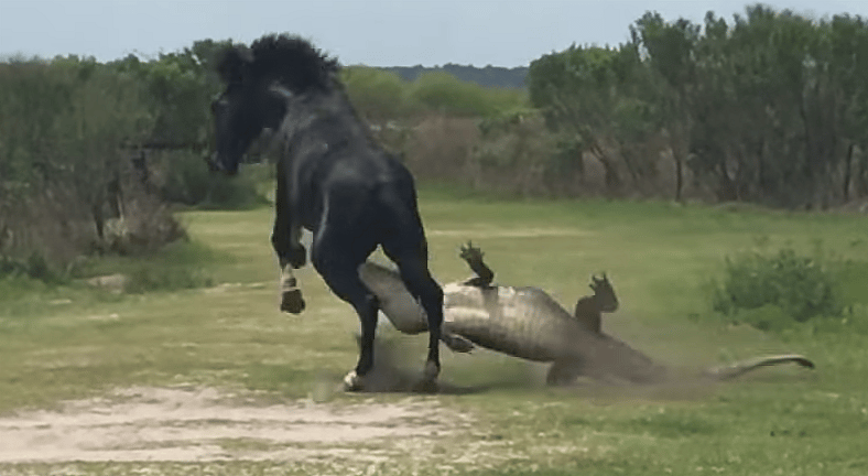 Horse Beating Gator