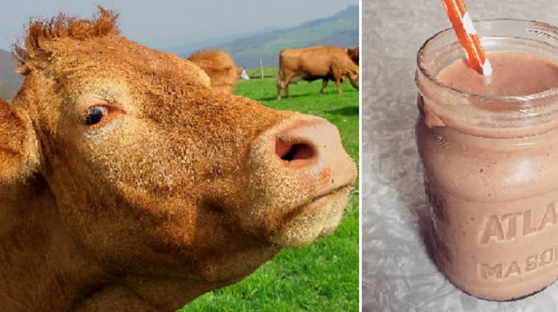 Cow and chocolate milk