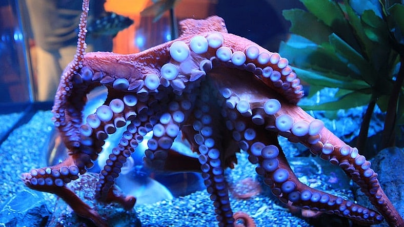Octopus in tank wikimedia