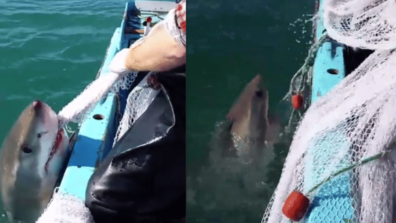 Australian Shark