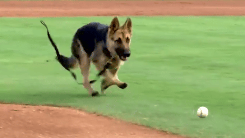 Baseball Dog 2
