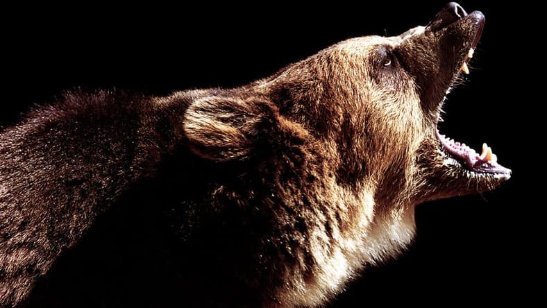 Angry bear. (Photo: Ryan McVay/Getty)