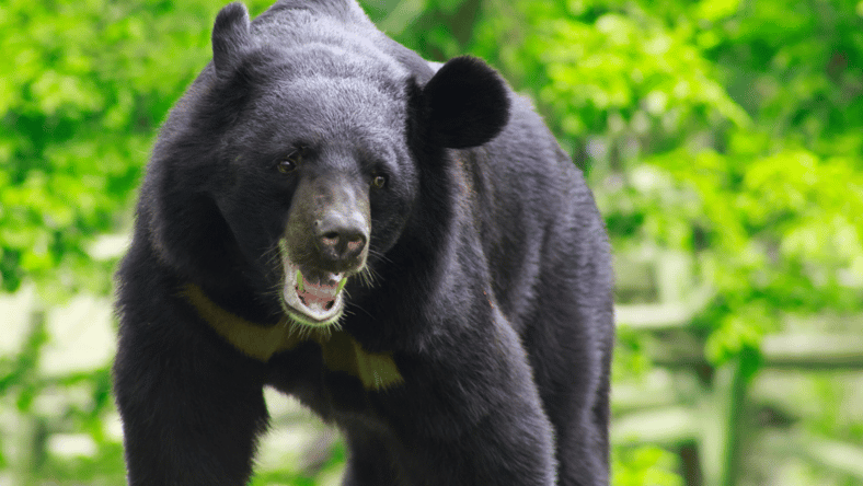Black Bear