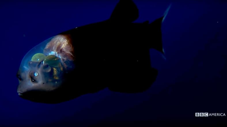 blue-planet-deep-6