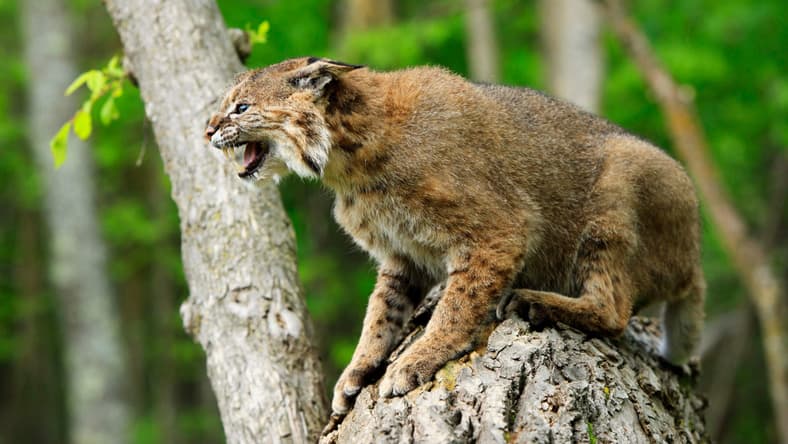 Bobcat Promo