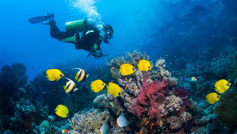Bonaire Scuba Promo
