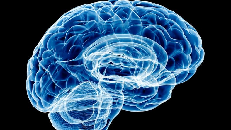 brain